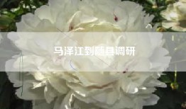 马泽江到随县调研