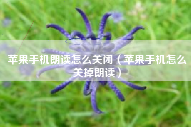 苹果手机朗读怎么关闭（苹果手机怎么关掉朗读）